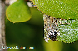 C368324: Weiden-Sandbiene (Andrena vaga)