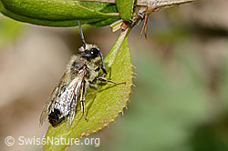 Andrena vaga (17.05.2026, C368336) Andrena vaga (17.05.2026, C368336)