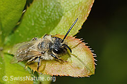 C368338: Weiden-Sandbiene (Andrena vaga)