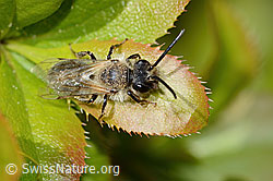 C368341: Weiden-Sandbiene (Andrena vaga)