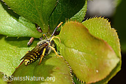 Nomada goodeniana (C368397) Nomada goodeniana (C368397)