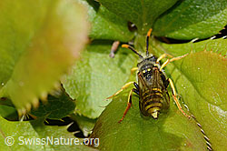Nomada goodeniana (C368398) Nomada goodeniana (C368398)
