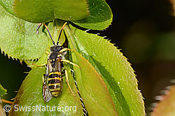 Nomada goodeniana (C368401) Nomada goodeniana (C368401)
