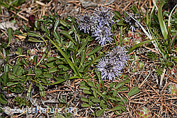 Herzblättrige Kugelblume (Globularia cordifolia) (C368406) Herzblättrige Kugelblume (Globularia cordifolia) (C368406)