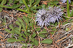 Herzblättrige Kugelblume (Globularia cordifolia) (C368407) Herzblättrige Kugelblume (Globularia cordifolia) (C368407)