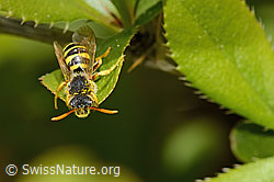 Nomada goodeniana (C368417) Nomada goodeniana (C368417)