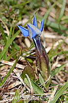 Gentiana verna (17.05.2026, C368420) Gentiana verna (17.05.2026, C368420)