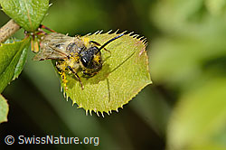 C368432: Weiden-Sandbiene (Andrena vaga)