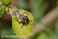 C368435: Weiden-Sandbiene (Andrena vaga)