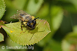 C368436: Weiden-Sandbiene (Andrena vaga)