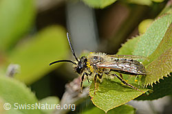 C368438: Weiden-Sandbiene (Andrena vaga)