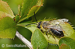 C368444: Weiden-Sandbiene (Andrena vaga)