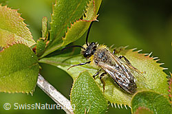 C368445: Weiden-Sandbiene (Andrena vaga)