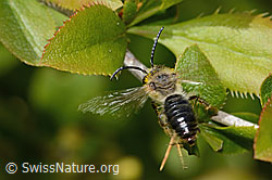 C368446: Weiden-Sandbiene (Andrena vaga)