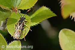 Nomada goodeniana (C368456) Nomada goodeniana (C368456)