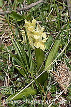 C368470: Holunder-Knabenkraut (Dactylorhiza sambucina)