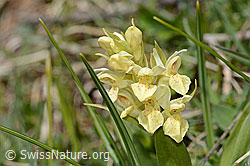 C368473: Holunder-Knabenkraut (Dactylorhiza sambucina)