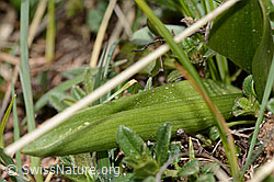 C368474: Holunder-Knabenkraut (Dactylorhiza sambucina)