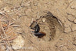 C368494: Graue Sandbiene (Andrena cineraria)