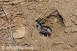 C368508: Graue Sandbiene (Andrena cineraria)