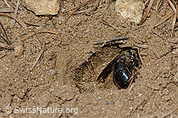 C368510: Graue Sandbiene (Andrena cineraria)