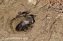C368520: Graue Sandbiene (Andrena cineraria)