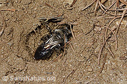 Andrena cineraria (17.05.2026, C368524) Andrena cineraria (17.05.2026, C368524)