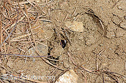 C368554: Graue Sandbiene (Andrena cineraria)