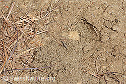 C368559: Nistplatz der Grauen Sandbiene (Andrena cineraria)