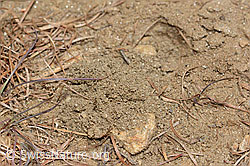 C368562: Nistplatz der Grauen Sandbiene (Andrena cineraria)