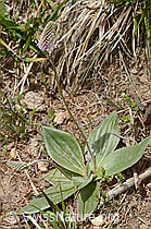 Plantago media (17.05.2026, C368565) Plantago media (17.05.2026, C368565)