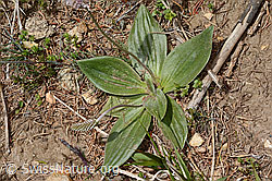 C368567: Mittlerer Wegerich (Plantago media)