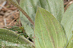 C368570: Mittlerer Wegerich (Plantago media)