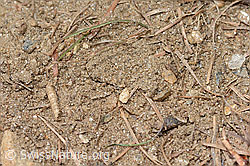 C368571: Nistplatz der Grauen Sandbiene (Andrena cineraria)