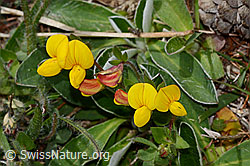 Alpen-Hornklee (Lotus alpinus) (C368611) Alpen-Hornklee (Lotus alpinus) (C368611)