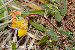 Alpen-Hornklee (Lotus alpinus) (C368613) Alpen-Hornklee (Lotus alpinus) (C368613)