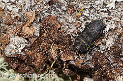 Anthaxia helvetica (C368637) Anthaxia helvetica (C368637)