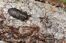 Anthaxia helvetica (C368638) Anthaxia helvetica (C368638)
