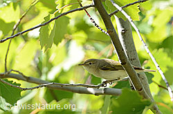 C368677: Berglaubsänger (Phylloscopus bonelli)