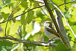 C368678: Berglaubsänger (Phylloscopus bonelli)