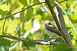 C368681: Berglaubsänger (Phylloscopus bonelli)