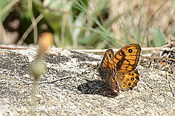 Lasiommata megera (C368683) Lasiommata megera (C368683)
