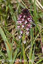 C368685: Schwärzliches Knabenkraut (Orchis ustulata)