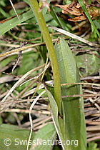 C368688: Schwärzliches Knabenkraut (Orchis ustulata)