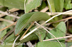 C368689: Schwärzliches Knabenkraut (Orchis ustulata)