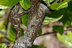 Echte Mehlbeere (Sorbus aria) (C368701) Echte Mehlbeere (Sorbus aria) (C368701)