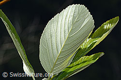 Echte Mehlbeere (Sorbus aria) (C368703) Echte Mehlbeere (Sorbus aria) (C368703)