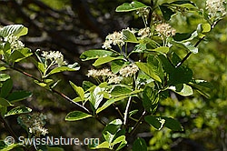 Echte Mehlbeere (Sorbus aria) (C368709) Echte Mehlbeere (Sorbus aria) (C368709)