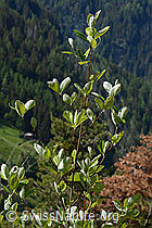 Echte Mehlbeere (Sorbus aria) (C368711) Echte Mehlbeere (Sorbus aria) (C368711)