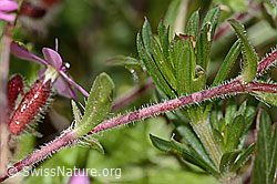 Saponaria ocymoides (C368718)